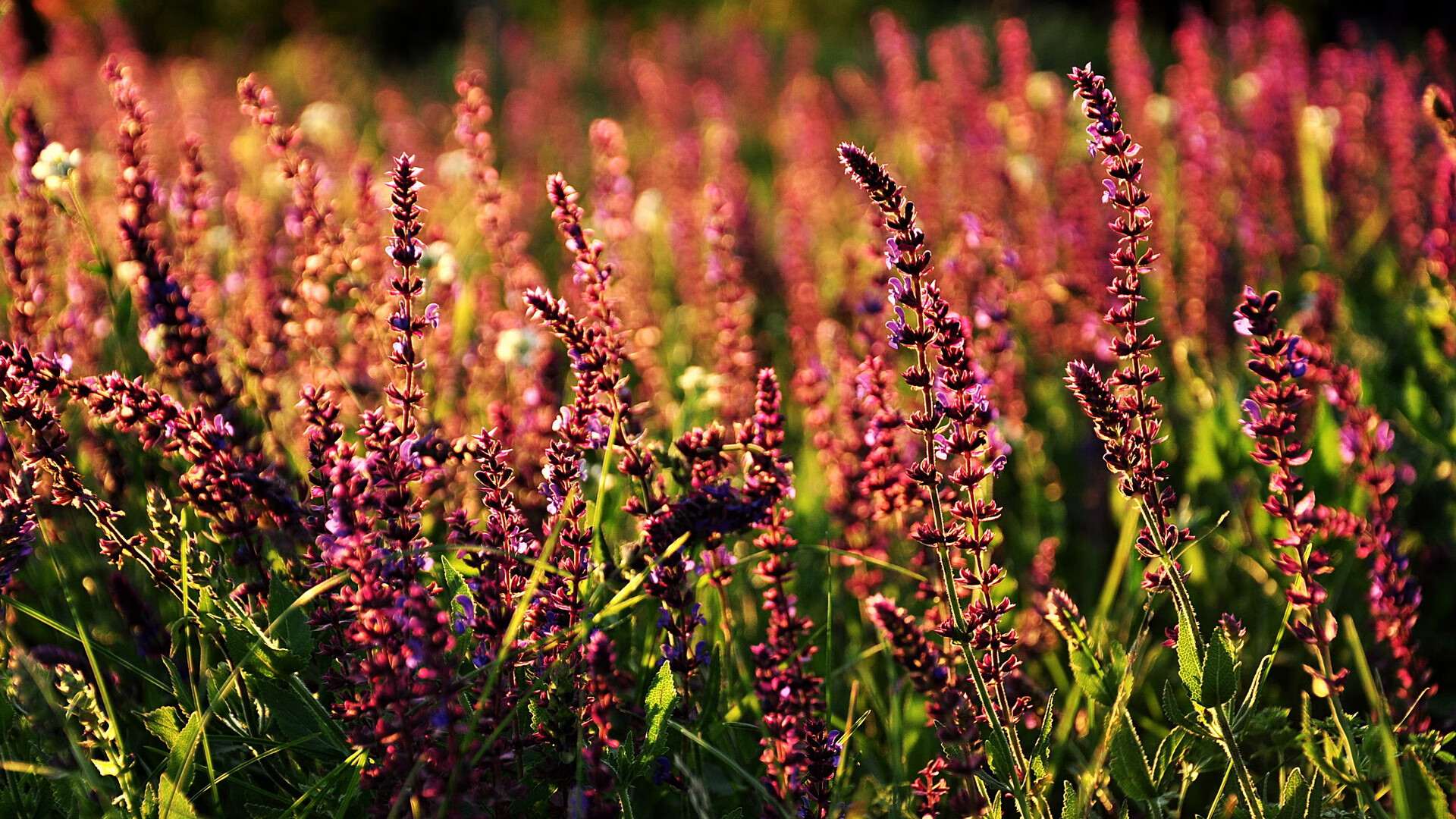 安哥拉全面压制巴西，富安健洋在意甲焦点战接管比赛，亚洲与非洲足球的崛起时刻