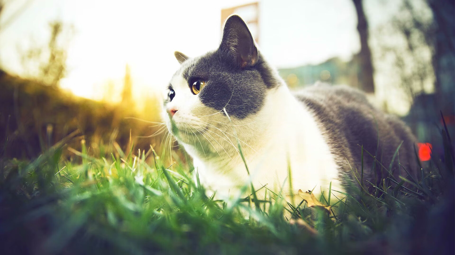 弗拉霍维奇闪耀全场，国际米兰强势终结皇马不败神话